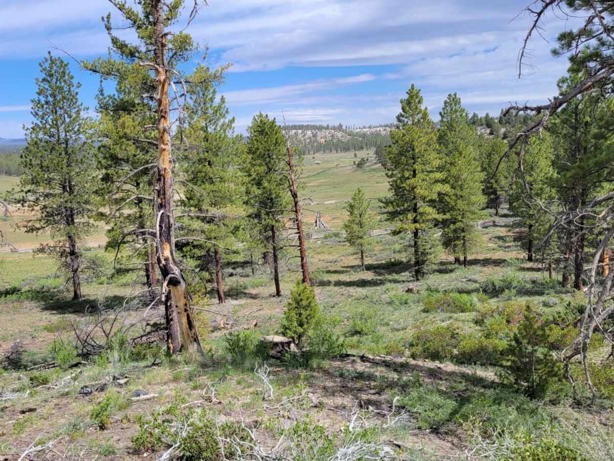 Harris Rim photo 4
