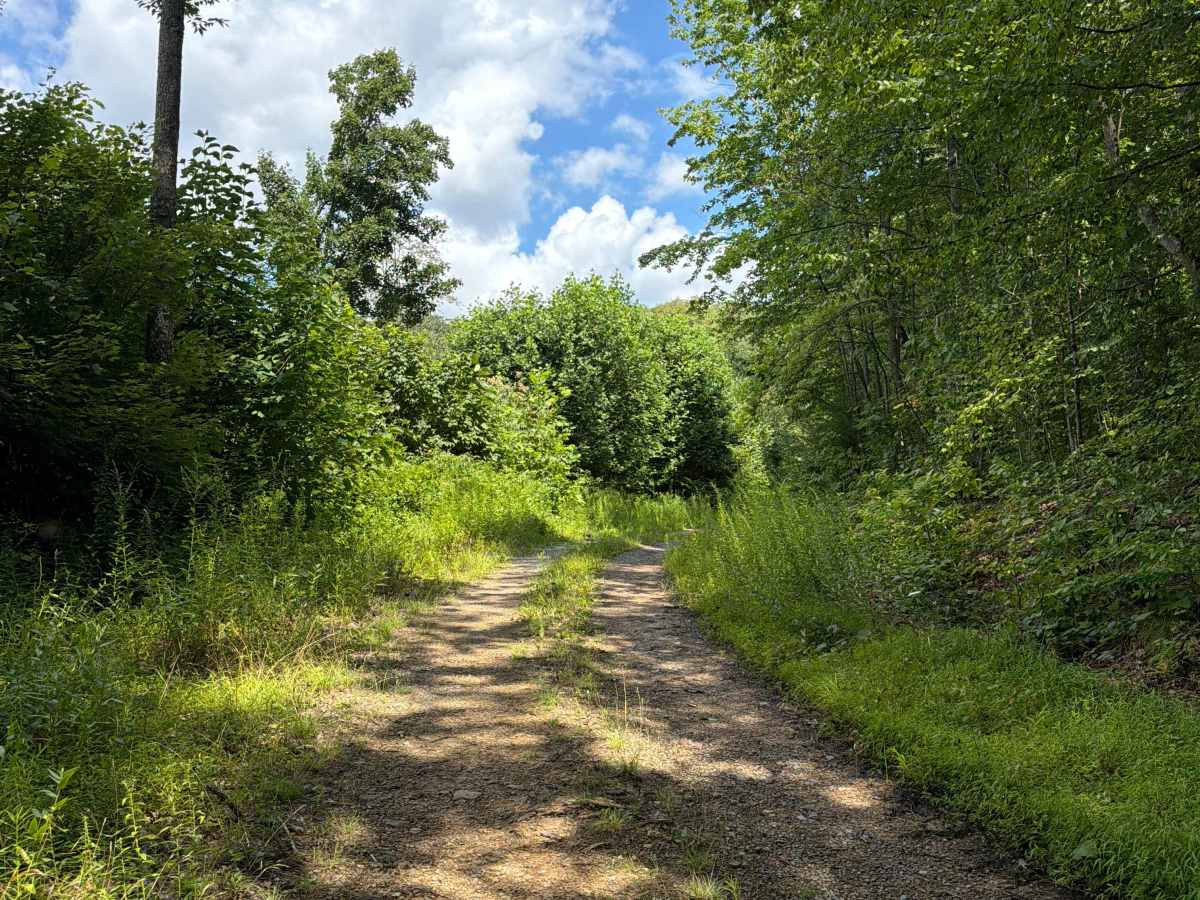 Panther Den - FS 236 trail photo
