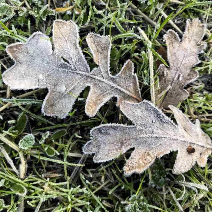Near Rose Peak via McCorkle Trail + Ohlone Wilderness Trail