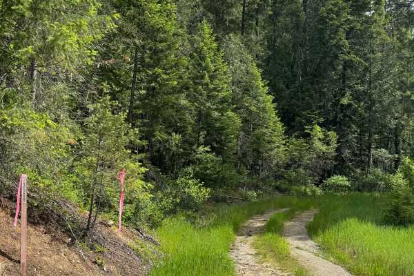 Forest Mountain - FS 3165-320