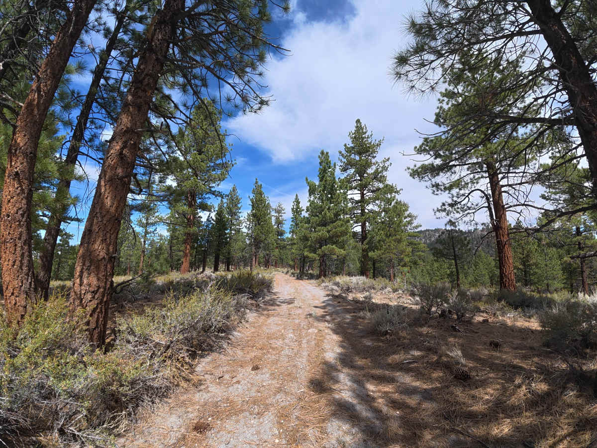 FS 1S119 trail photo