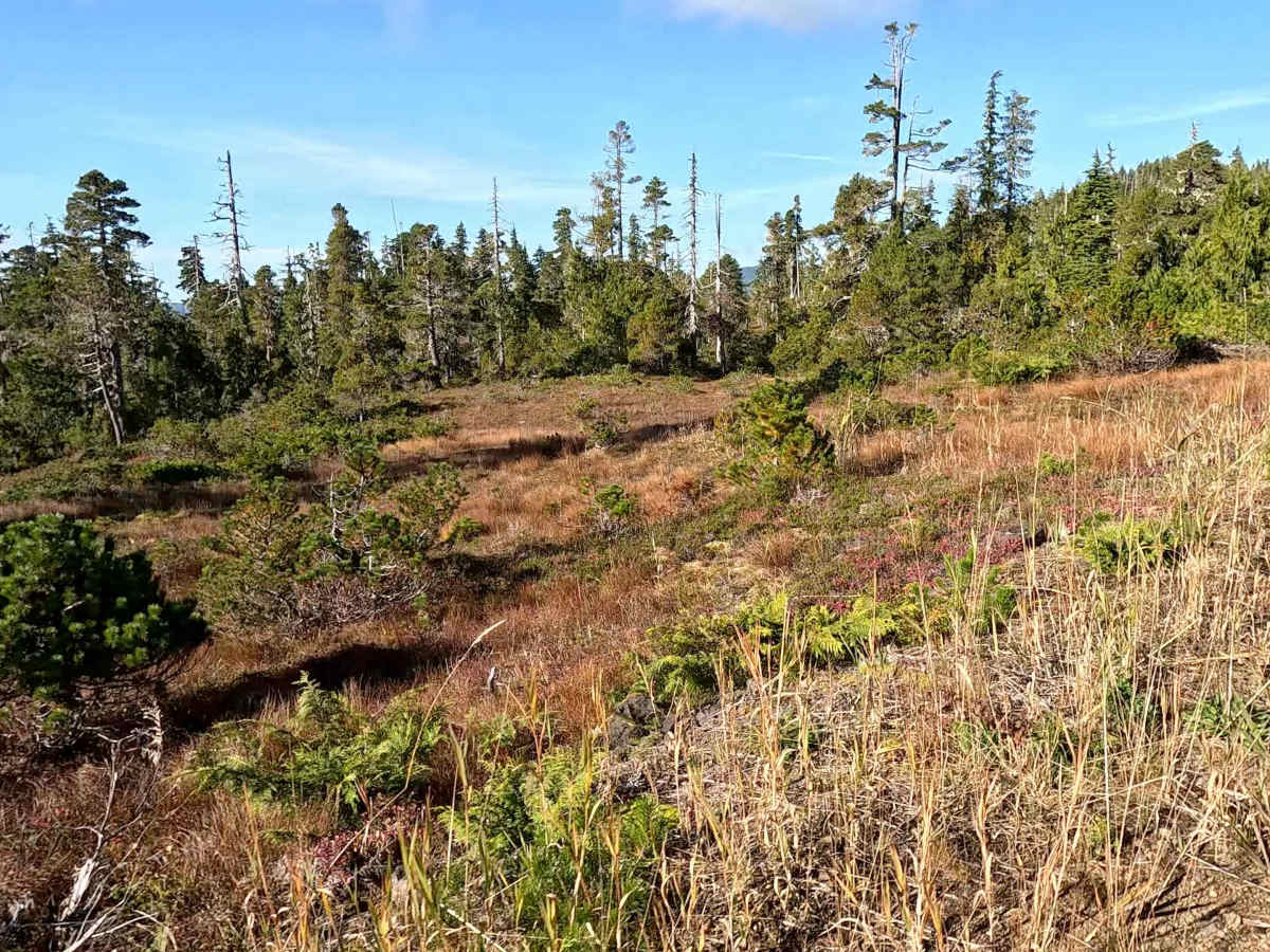 Over Section 6 Road - FS 2030100 photo 5