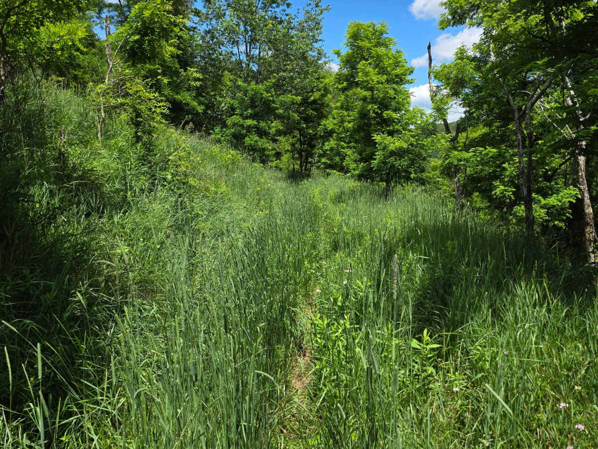 Single Track AD photo 4