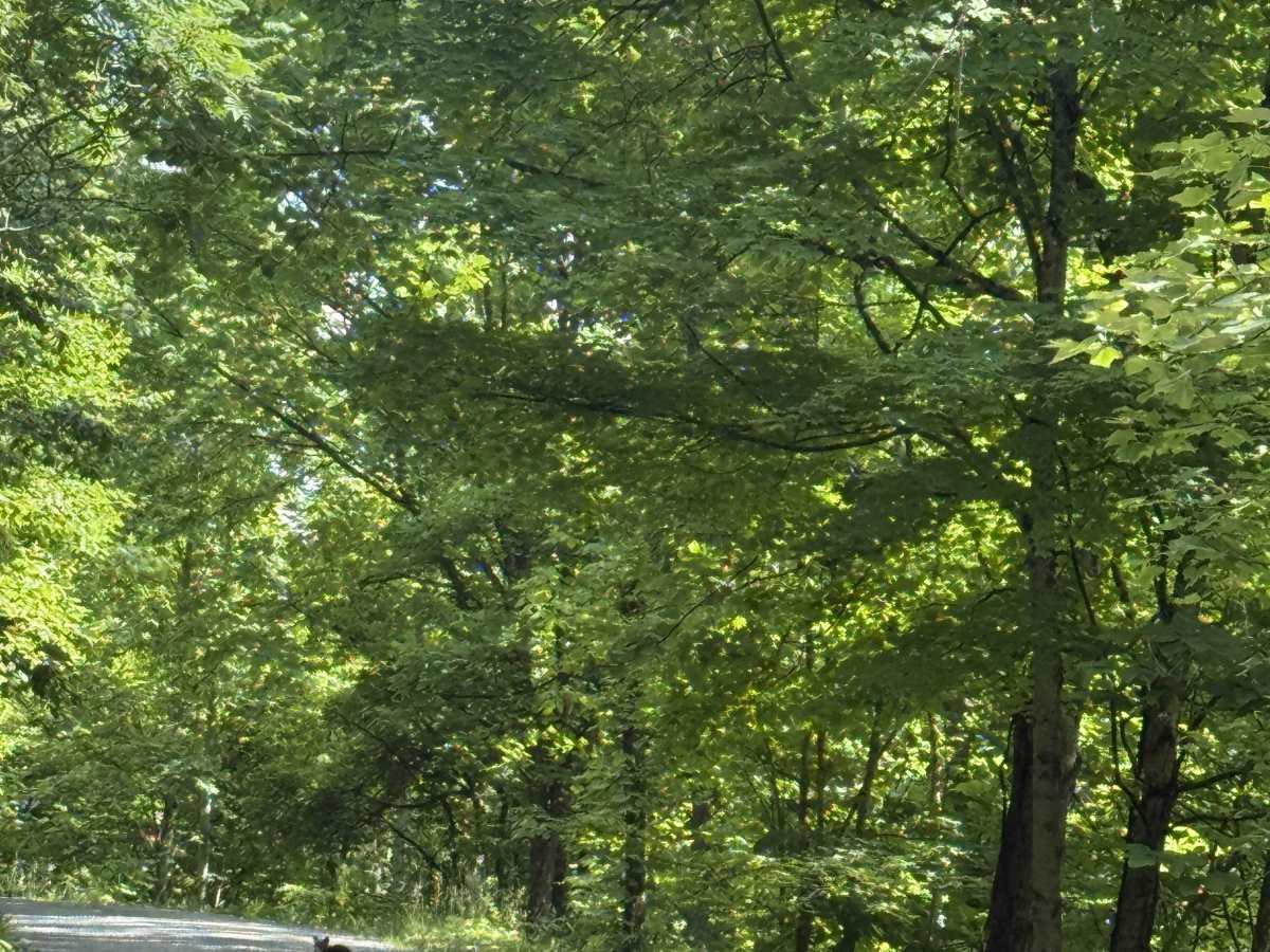 Sandy Ridge Road photo 6