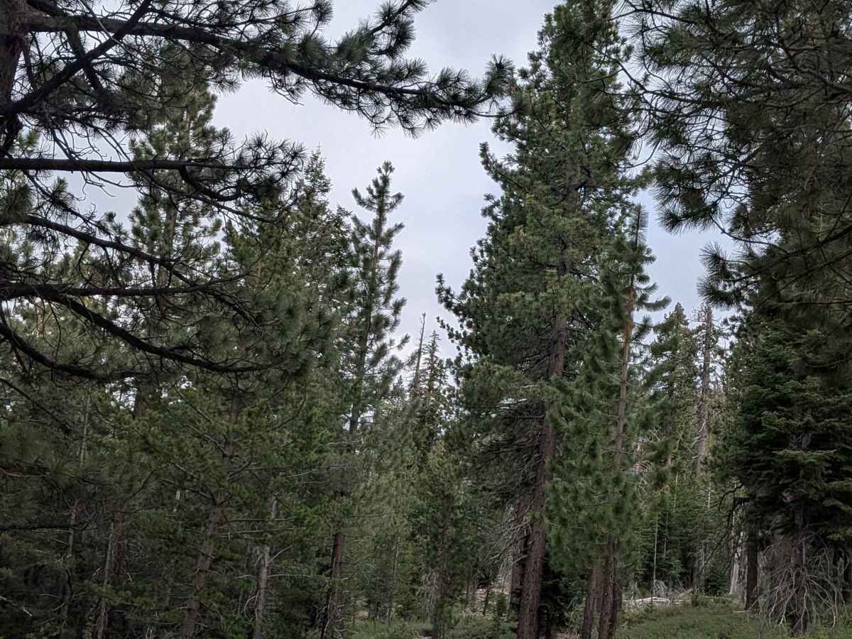 Big Meadow - FS 23S07 photo 3
