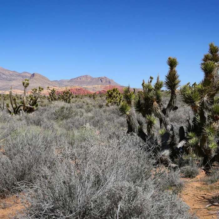 Near Oak Creek Canyon Trail