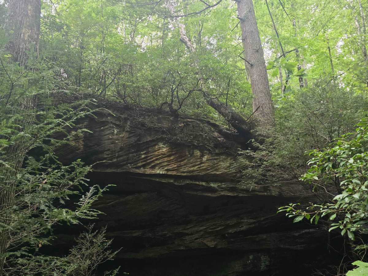 Hatfield Ridge Trail photo 3
