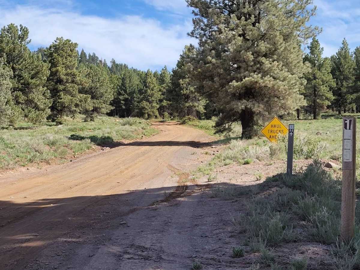 Ponderosa Loop Mini trail photo