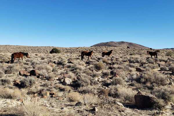 Wild Horse Trail