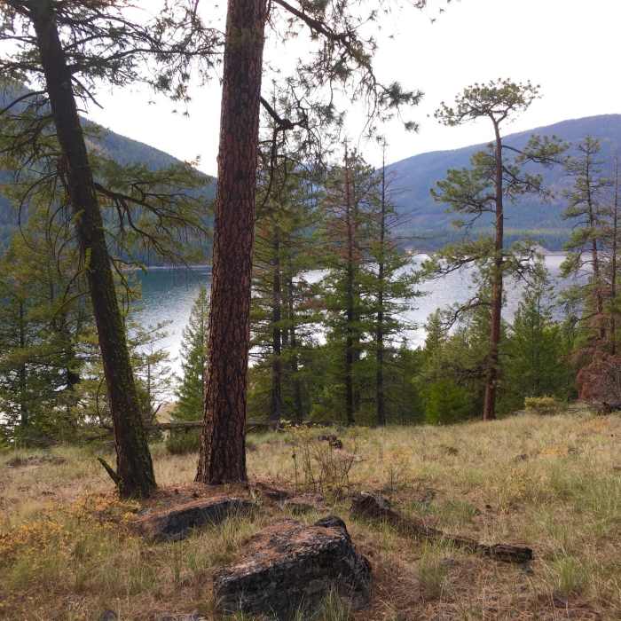 The highest reaches of the trail, just below Hwy 37, offer the best views of Lake Koocanusa. Near Peck Gulch Nature Trail #550