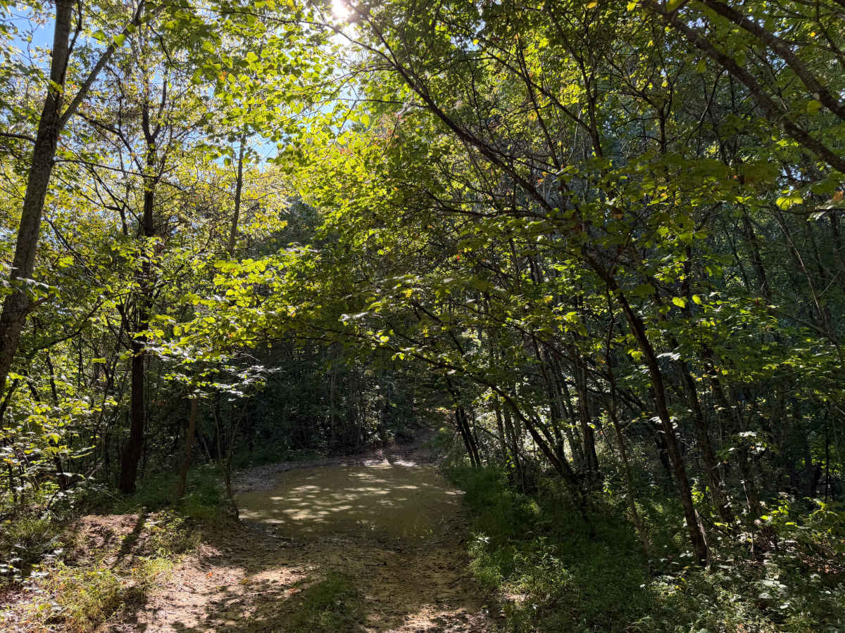 61 photo 2