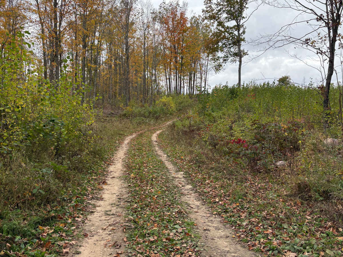 Hemlock North/South trail photo