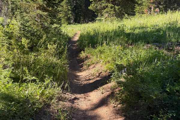 South Fork Canyon Creek - FS 226