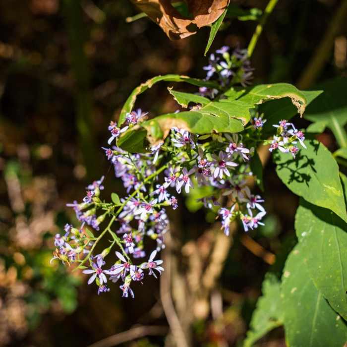 Near Hominy Creek Greenway Near Hominy Creek Greenway