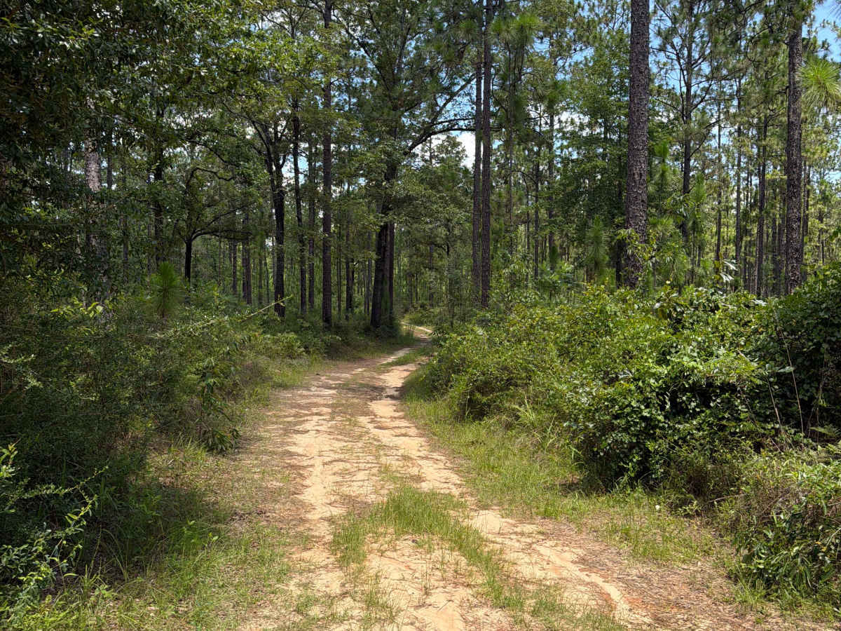 FS F8 trail photo