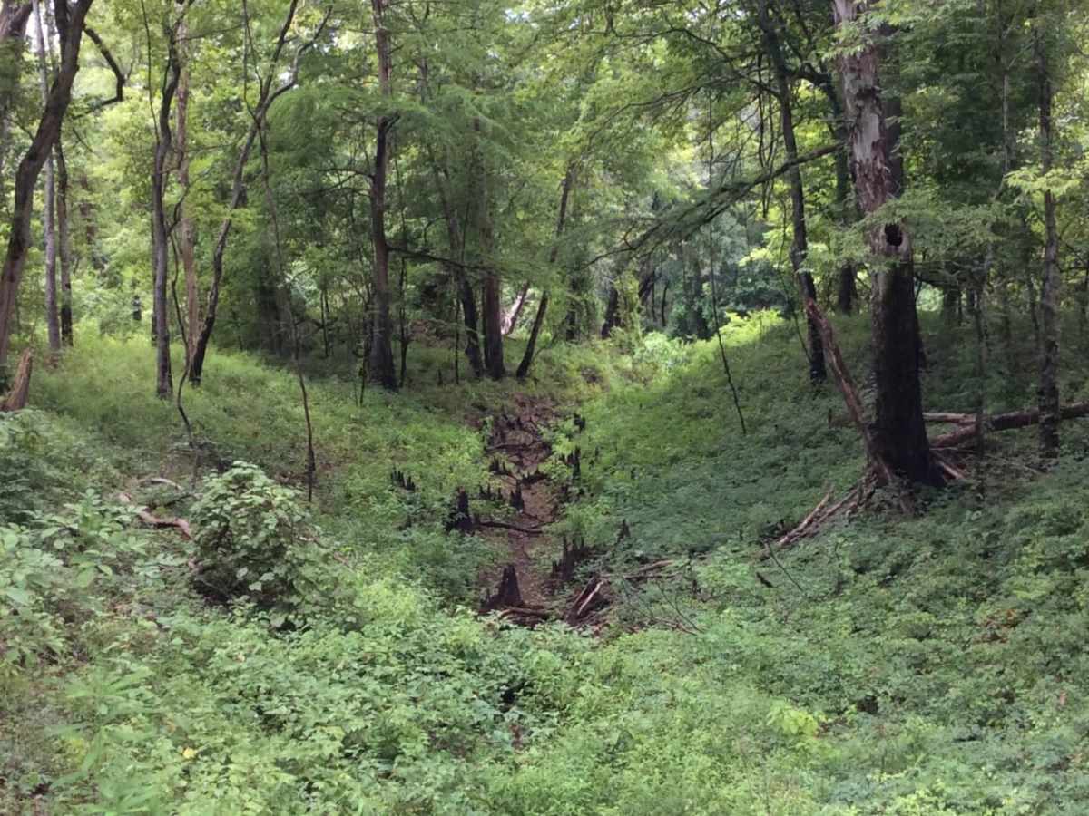 Grassy Lakes Wildlife Management Area (WMA) Central Trail trail photo
