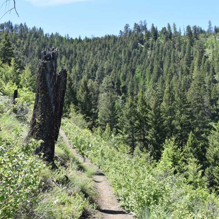 Near University Mountain via Kim Williams Trail
