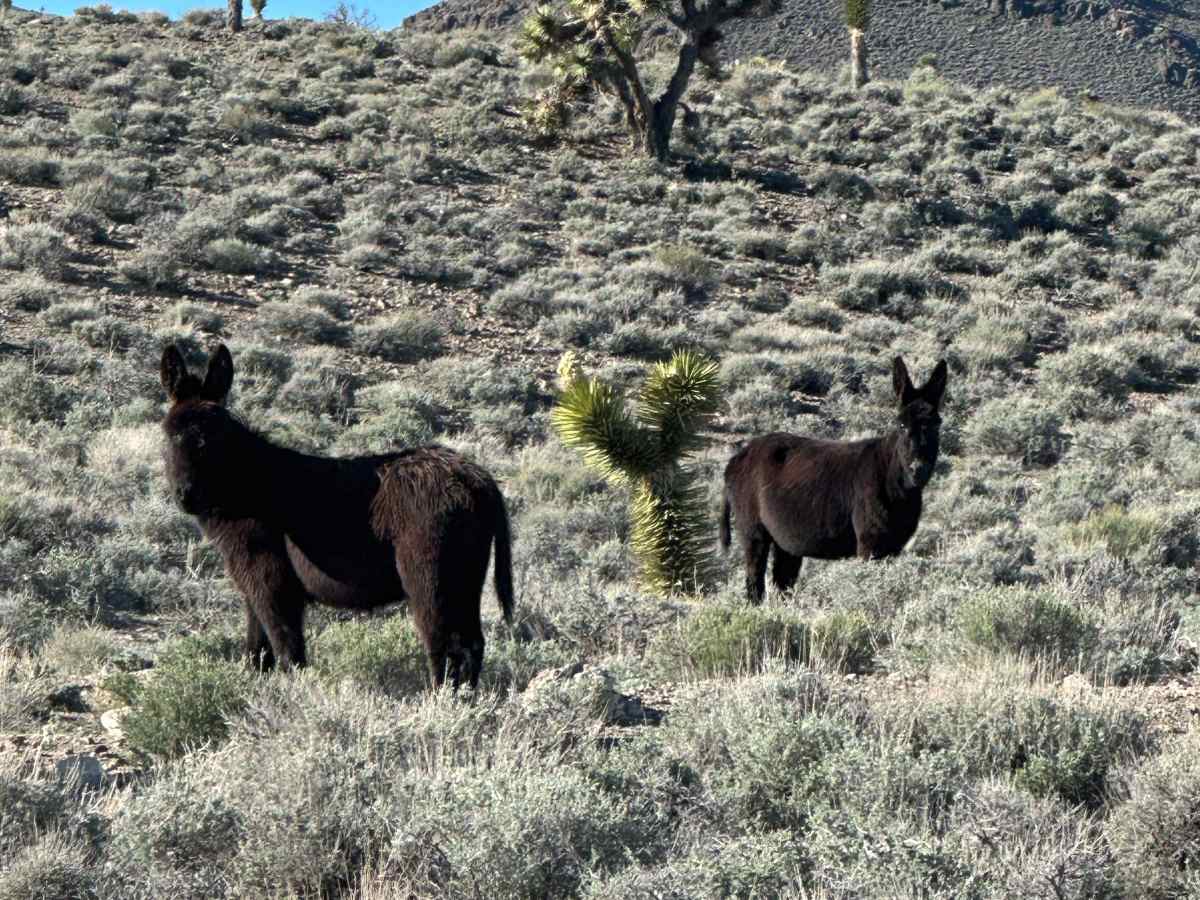 Gemfield Access Trail photo 3