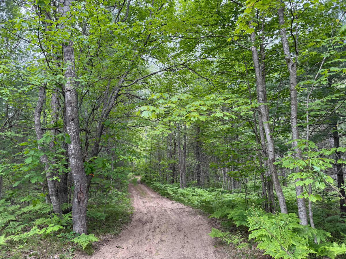 Kalkaska South Mountain Bike Trail photo 6