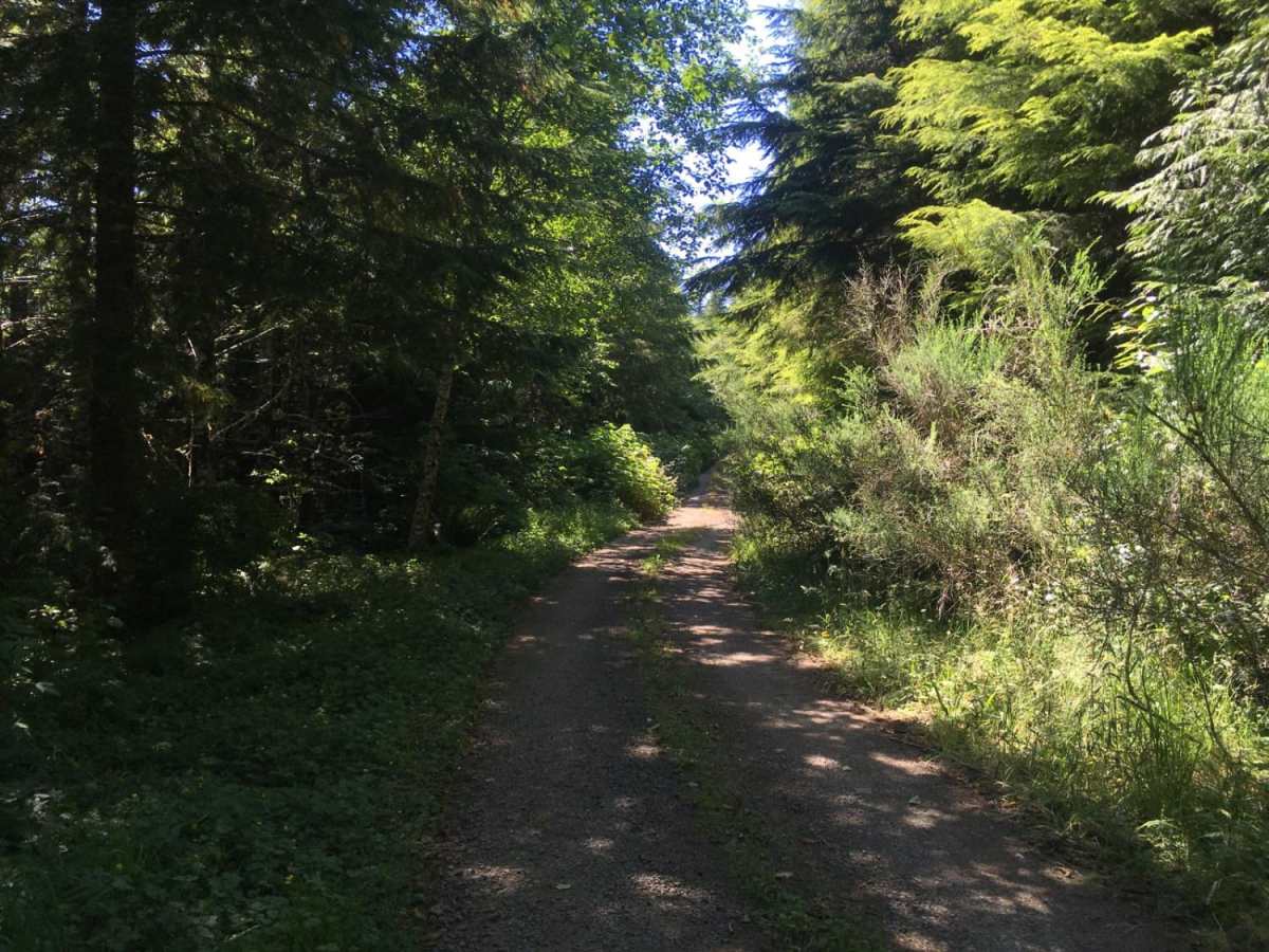 Route 5506 - Siuslaw Natl Forest trail photo