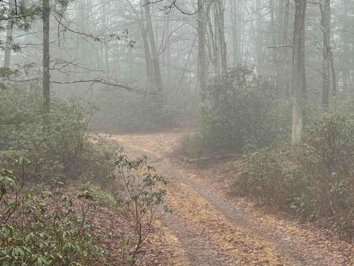 Stellys Trail photo 6