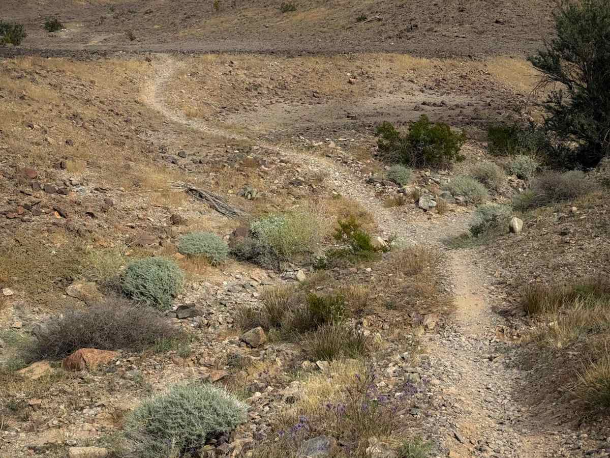 Backyard  trail photo