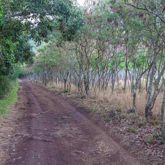 Near Ili'ili'opae Heiau
