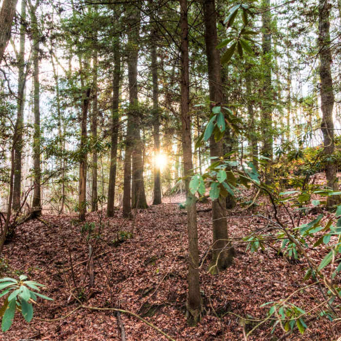 Honey Creek Near Honey Creek Loop