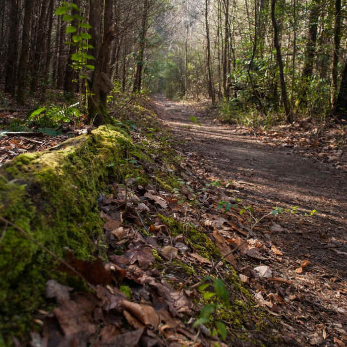 Near Catawba Falls Near Catawba Falls