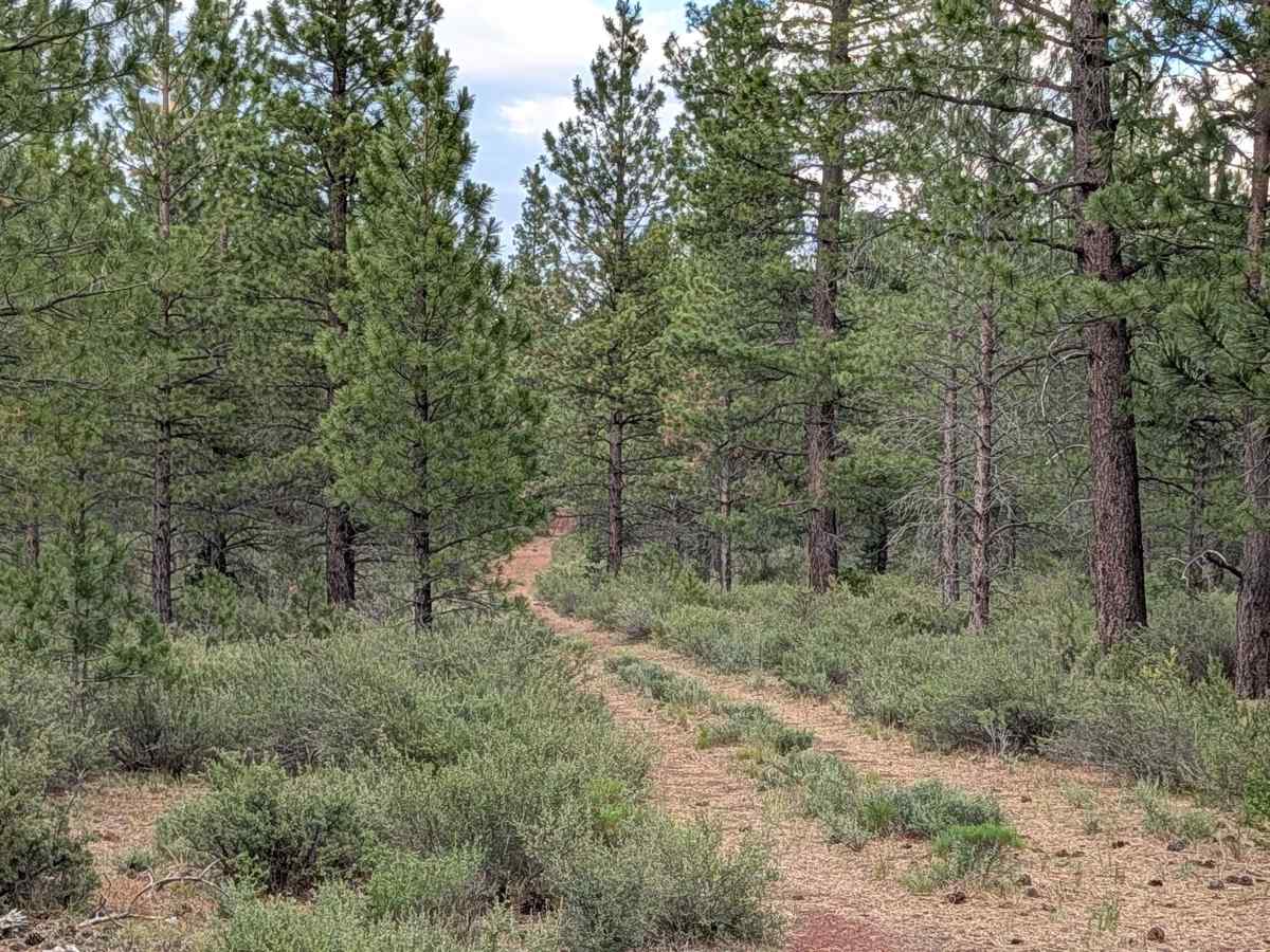 Playa - FS 44N84 trail photo