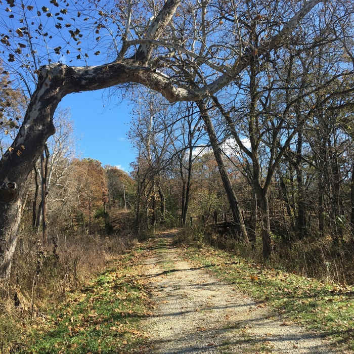 This is where the hike begins, in case you arrive and feel like you're on a private drive. Look for this neat tree! Near Smith Creek Trail