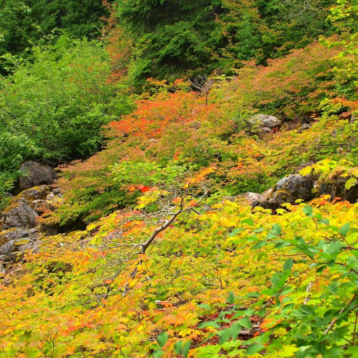 Near Green Point Ridge Trail #418