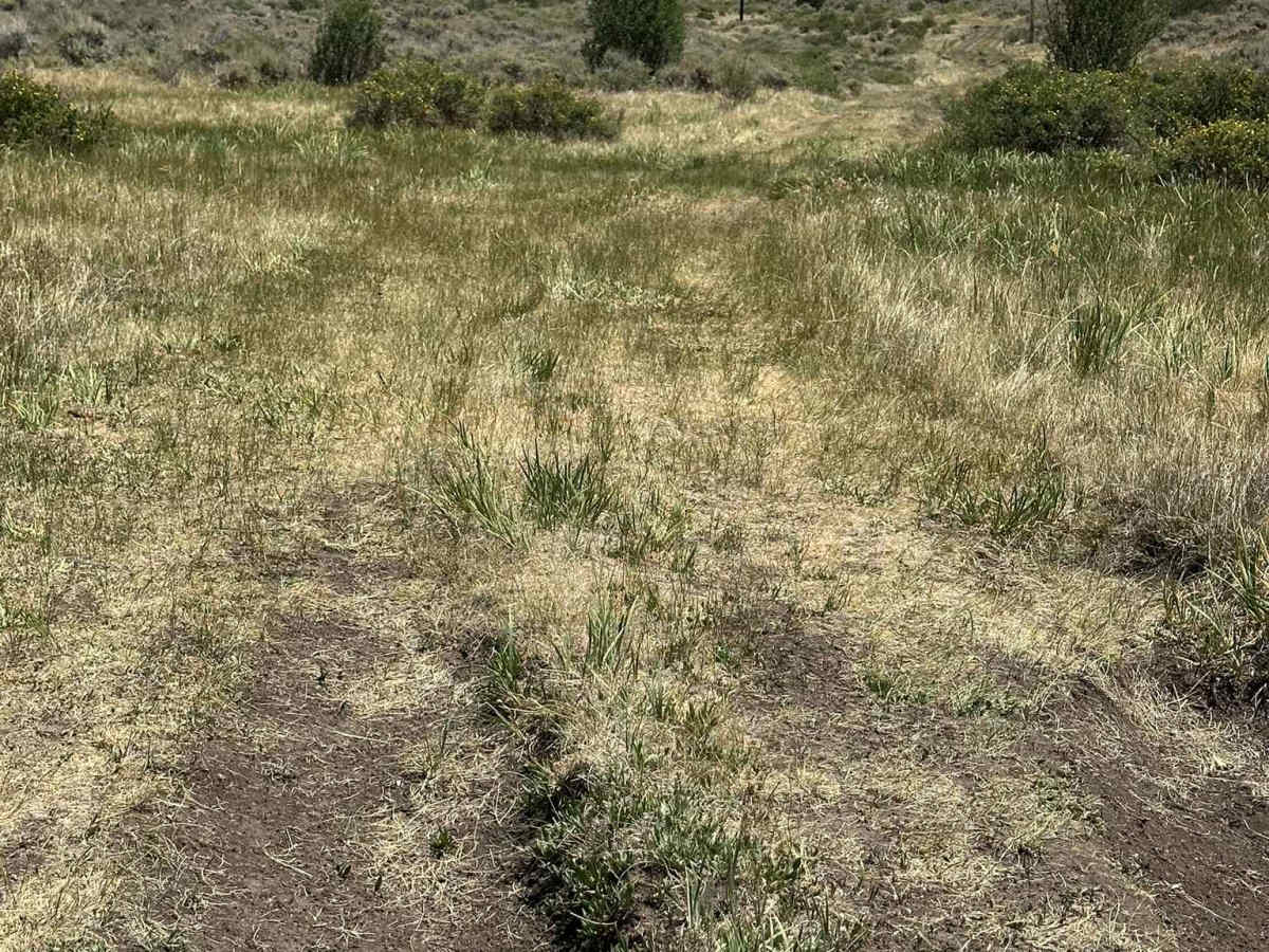 Jensen Creek Road photo 2