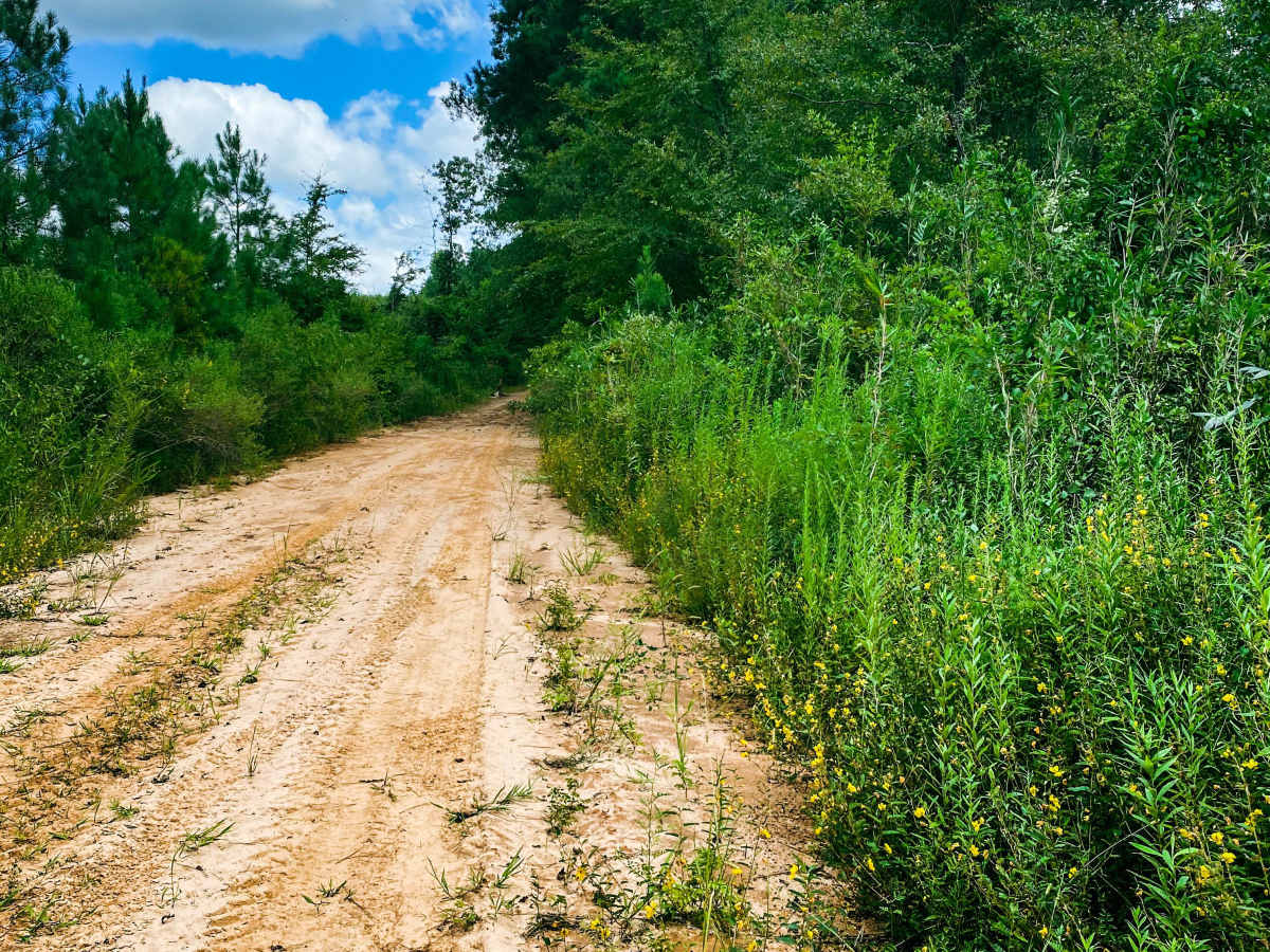 Pearl River Run photo 5