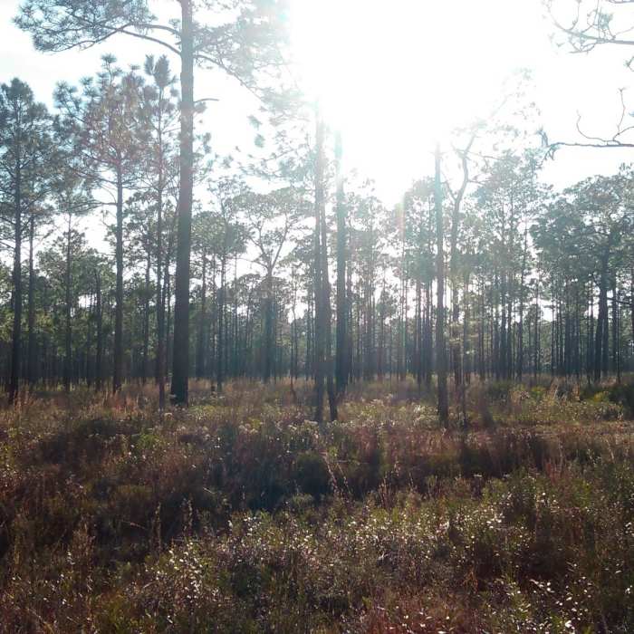 Near Perdido Bay Trail