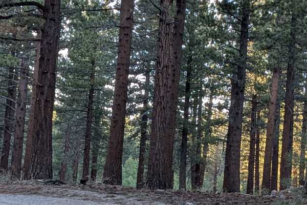 Dry Creek Cutoff FS 32E628-SNO