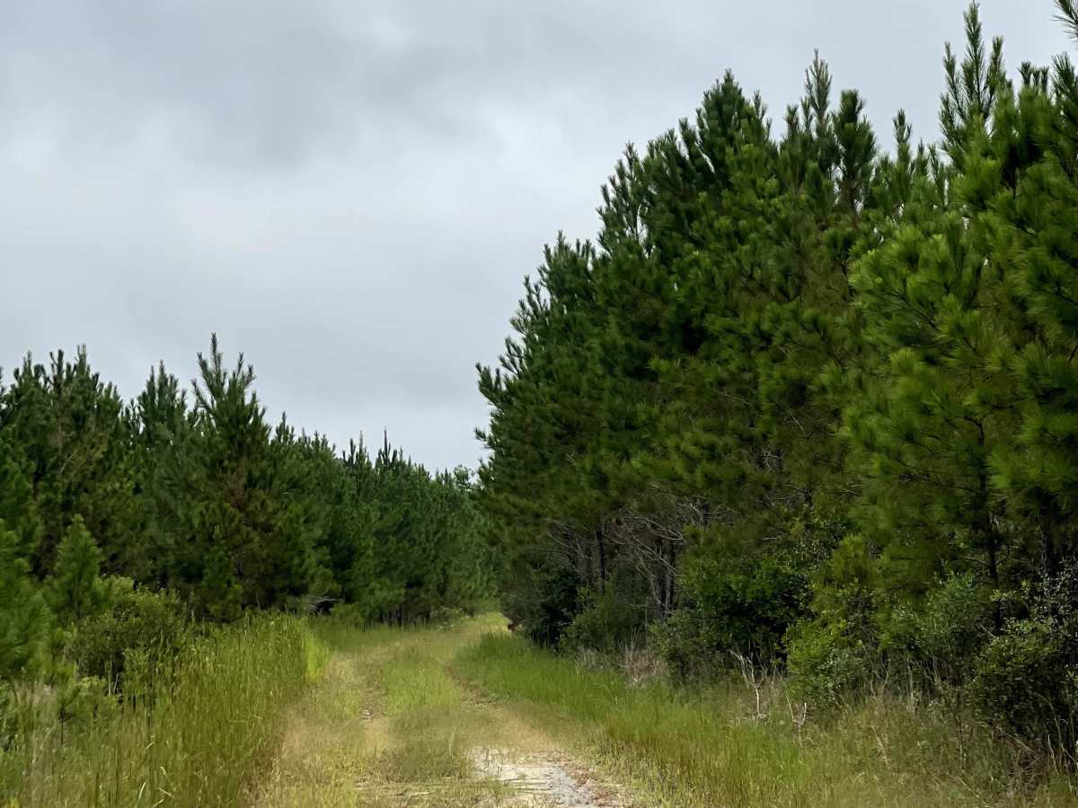 The Pines  photo 4