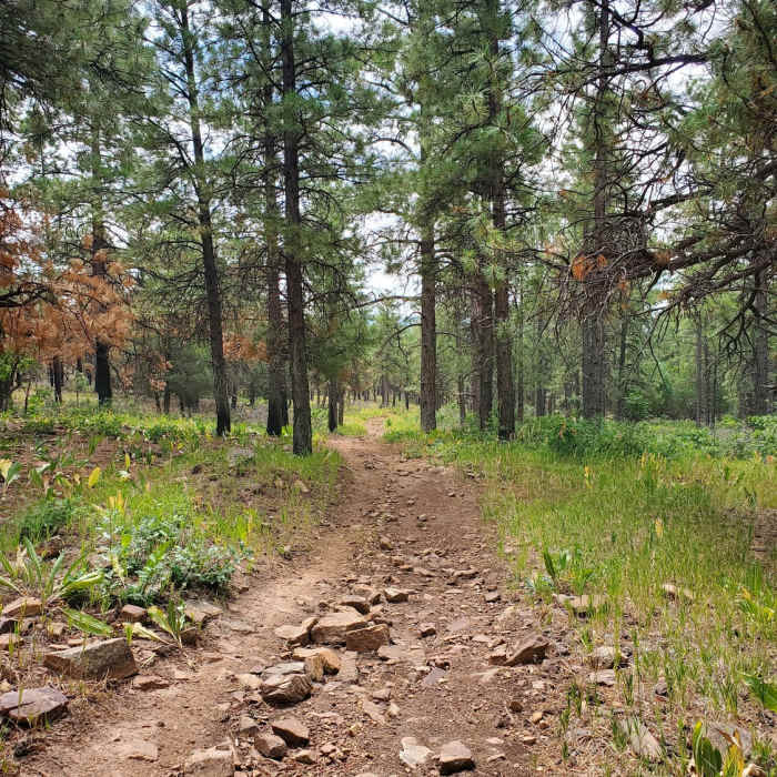 Near Animas Mountain Trail