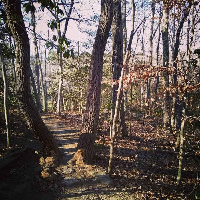 Near Laurel Loop Trail