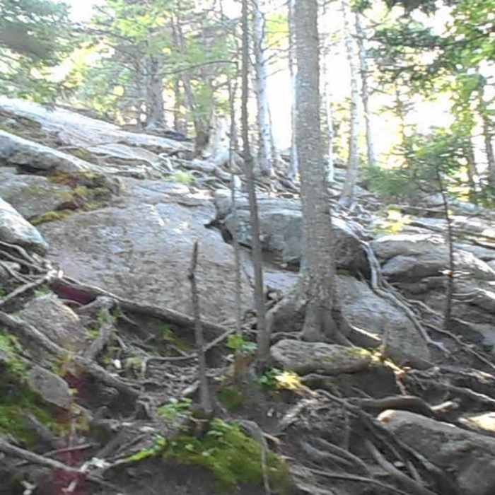 Near Cobble Hill Short Trail
