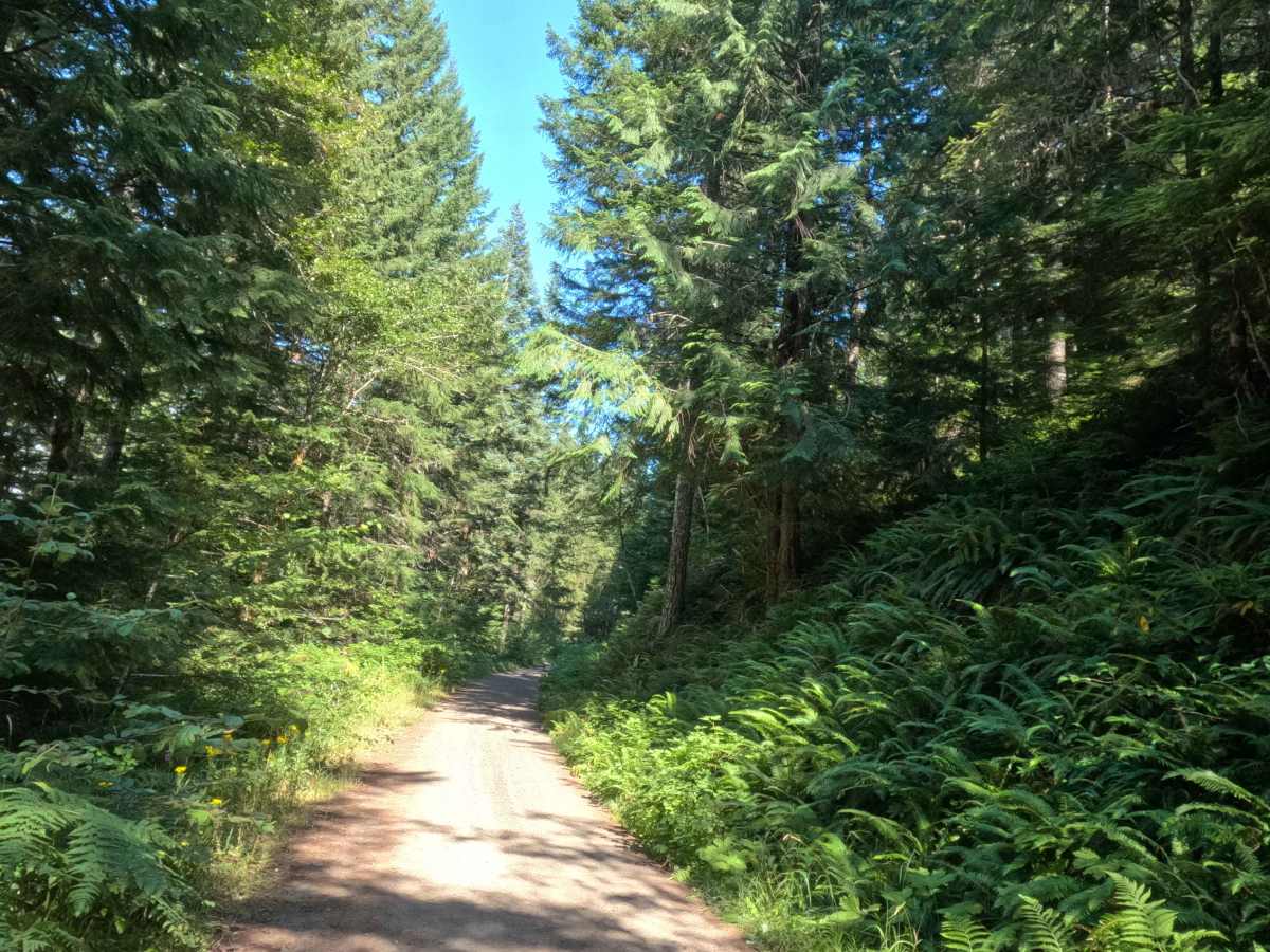 Boyer Creek Road - FS 4612000  photo 6