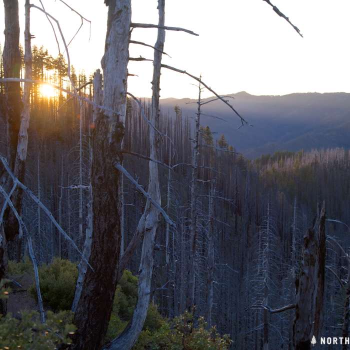Near Illinois River Trail #1161