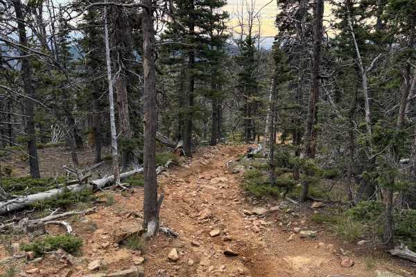Nelsons Trail
