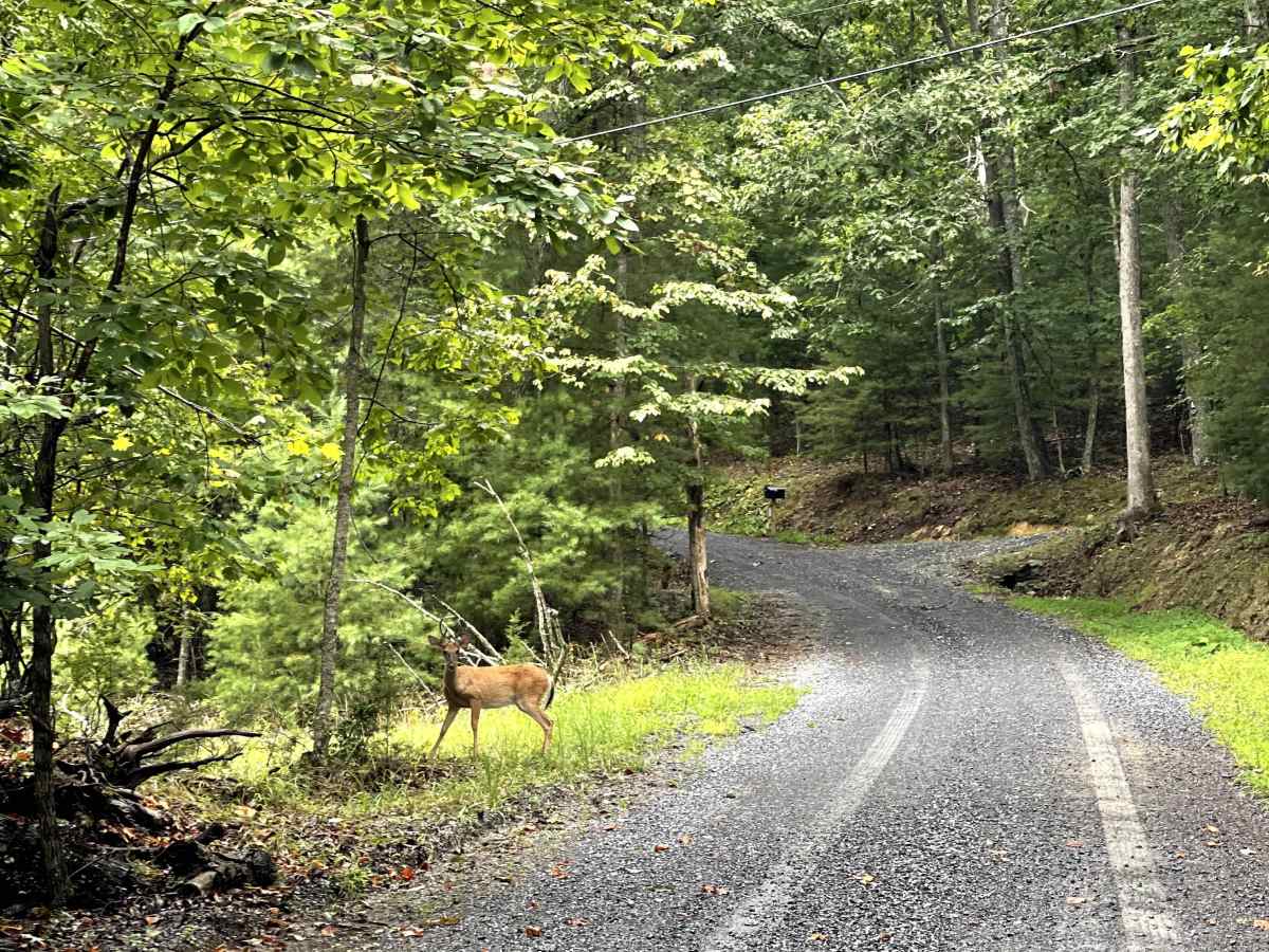 Adair Hill  photo 2