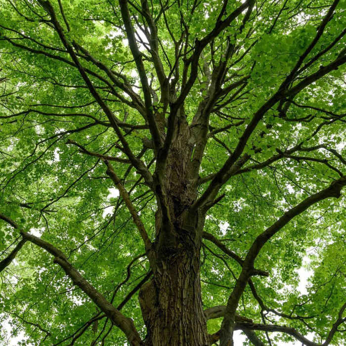 Near Pinhook Upland Trail