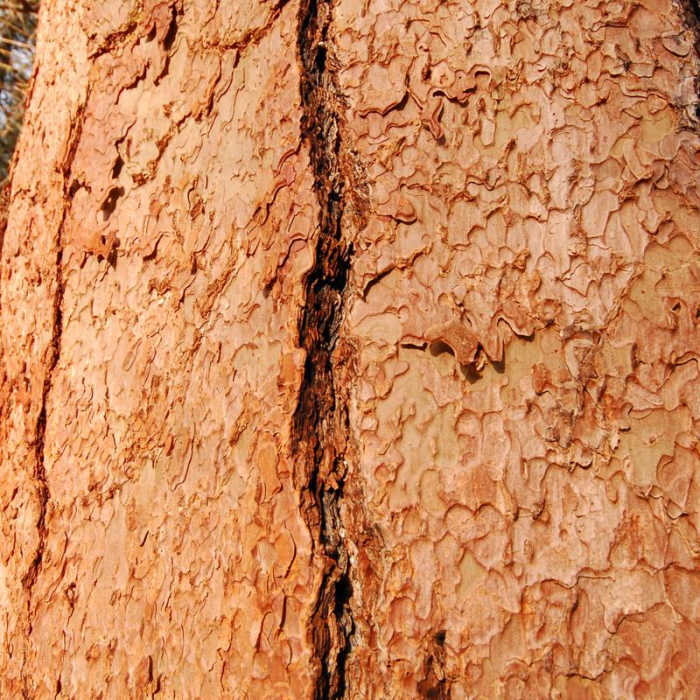 Near Metolius River, Allingham Bridge Hike