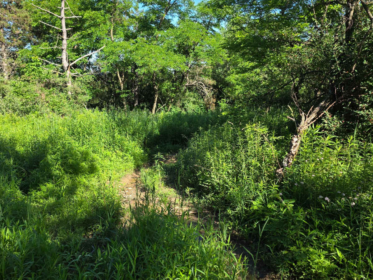 Single Track M photo 4