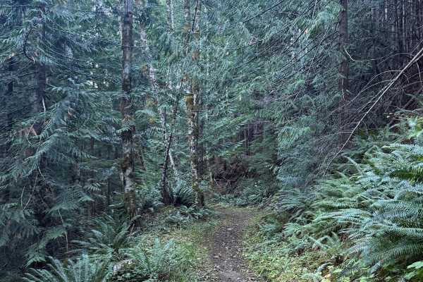 Upper Swanson