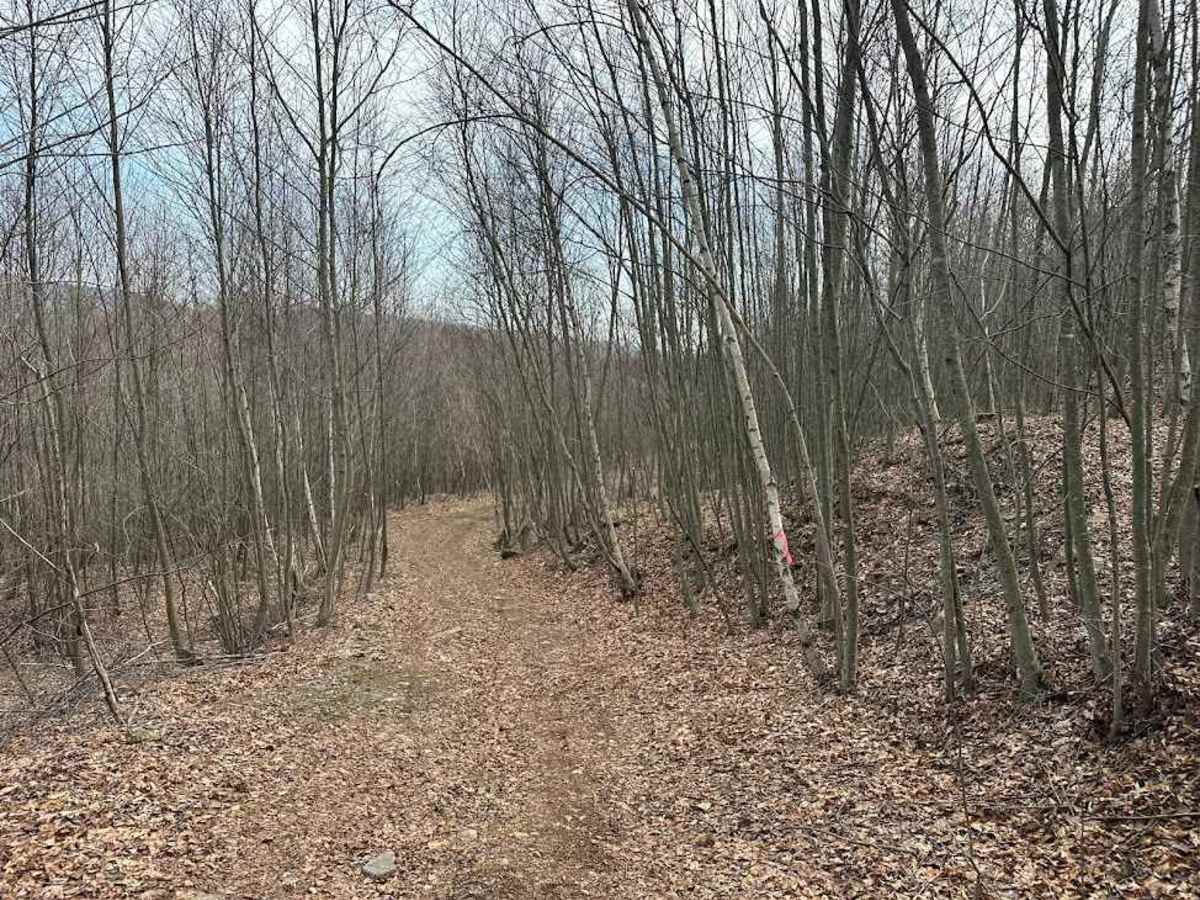 ATV Trail 80 photo 3