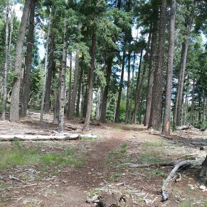 Near Fir Trail T122